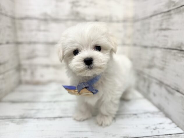 福島県のマルチーズ (アミーゴいわき店/2025年11月16日生まれ/男の子/ホワイト)の子犬