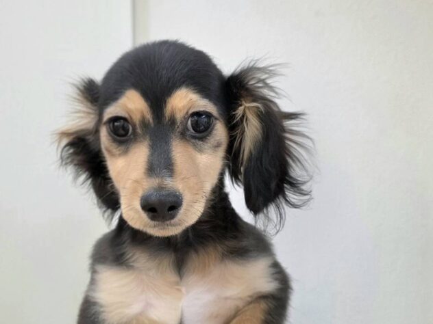 山形県のハーフ犬・ミックス犬 (アミーゴ米沢店/2025年9月16日生まれ/男の子/ブラックタン)の子犬