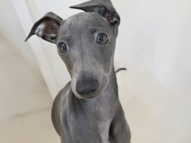 山形県のイタリアングレーハウンド (アミーゴ米沢店/2025年9月17日生まれ/女の子/ブルー)の子犬の1枚目の画像