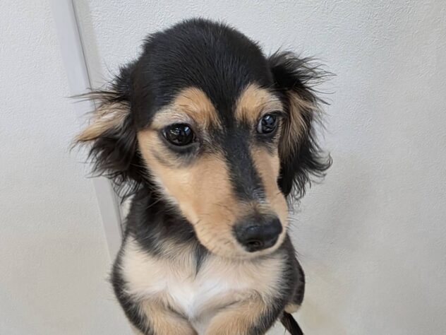 山形県のハーフ犬・ミックス犬 (アミーゴ米沢店/2025年9月16日生まれ/男の子/ブラックタン)の子犬の2枚目の画像