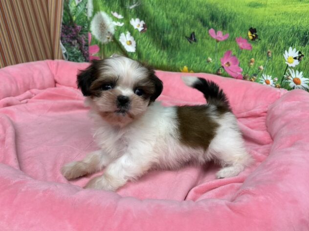 和歌山県のシーズー (アミーゴ和歌山太田店/2025年11月17日生まれ/女の子/ホワイトゴールド)の子犬の3枚目の画像