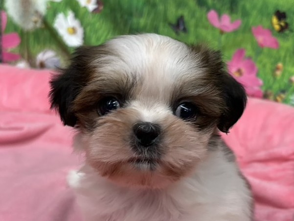 和歌山県のシーズー (アミーゴ和歌山太田店/2025年11月17日生まれ/女の子/ホワイトゴールド)の子犬の1枚目の画像