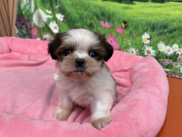 和歌山県のシーズー (アミーゴ和歌山太田店/2025年11月17日生まれ/女の子/ホワイトゴールド)の子犬の2枚目の画像