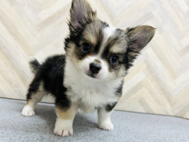 岡山県のチワワ(ロング) (アミーゴ水島店/2025年11月12日生まれ/男の子/セーブルホワイト)の子犬の3枚目の画像