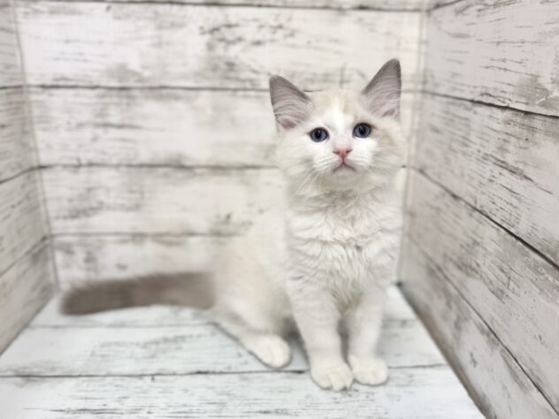 福島県のラグドール (アミーゴいわき店/2025年11月1日生まれ/男の子/ブルーポイントバイカラー)の子猫の2枚目の画像