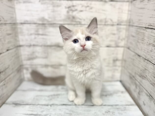 福島県のラグドール (アミーゴいわき店/2025年11月1日生まれ/男の子/ブルーポイントバイカラー)の子猫の1枚目の画像