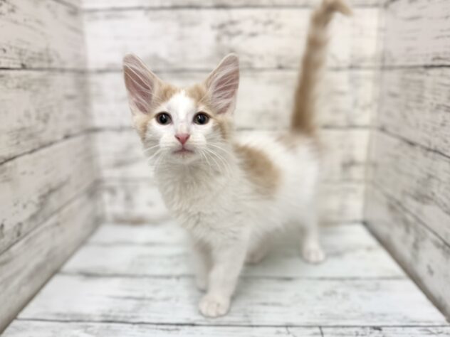 福島県のノルウェージャンフォレストキャット (アミーゴいわき店/2025年11月11日生まれ/男の子/クリームタビーホワイト)の子猫の1枚目の画像