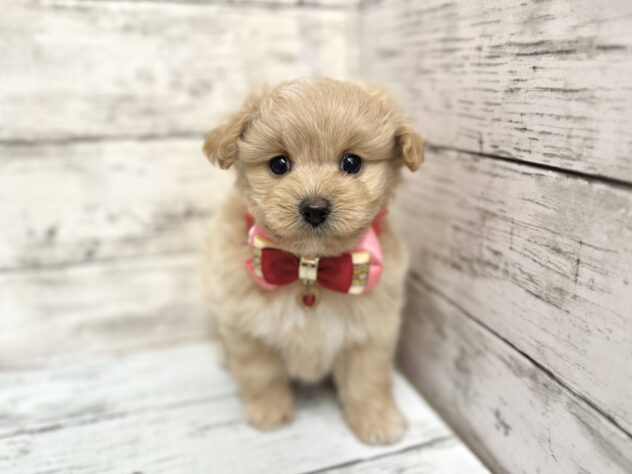 福島県のハーフ犬・ミックス犬 (アミーゴいわき店/2025年11月18日生まれ/女の子/クリーム)の子犬