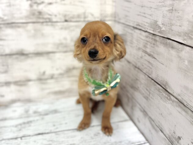 福島県のハーフ犬・ミックス犬 (アミーゴいわき店/2026年8月26日生まれ/男の子/02 レッド系)の子犬