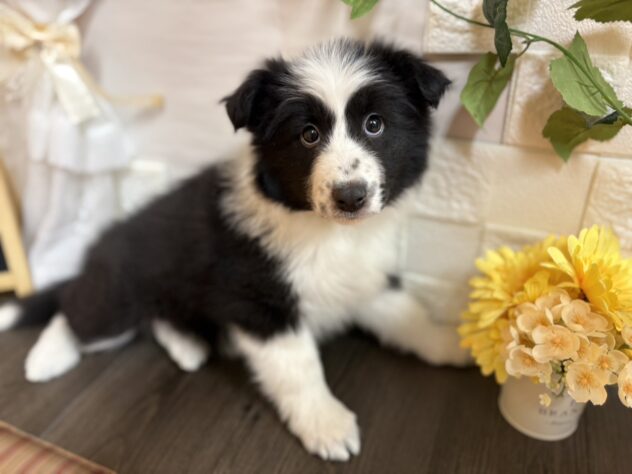 宮城県のハーフ犬・ミックス犬 (アミーゴ古川駅前店/2025年11月25日生まれ/女の子/ブラックホワイト)の子犬の1枚目の画像