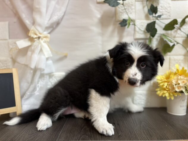 宮城県のハーフ犬・ミックス犬 (アミーゴ古川駅前店/2025年11月25日生まれ/女の子/ブラックホワイト)の子犬の2枚目の画像