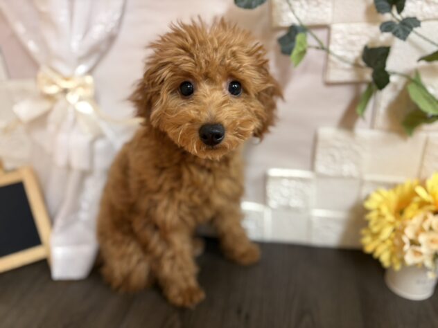 宮城県のトイプードル(トイ) (アミーゴ古川駅前店/2025年9月13日生まれ/女の子/レッド)の子犬の1枚目の画像