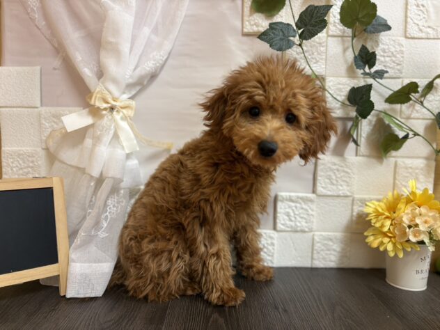 宮城県のトイプードル(トイ) (アミーゴ古川駅前店/2025年9月13日生まれ/女の子/レッド)の子犬の2枚目の画像