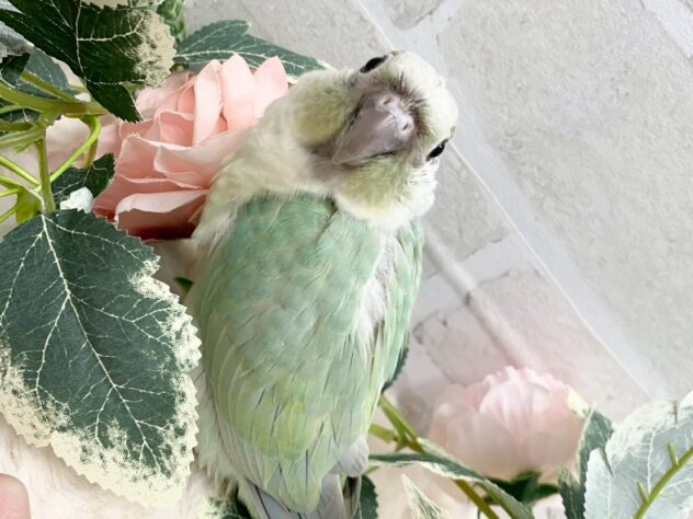 ホオミドリウロコインコミント | ペットワールド アミーゴ