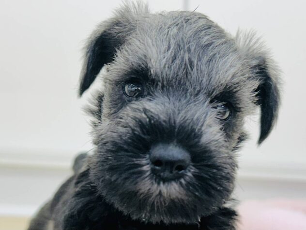 岡山県のミニチュアシュナウザー (アミーゴ水島店/2025年11月21日生まれ/女の子/ソルトペッパー)の子犬