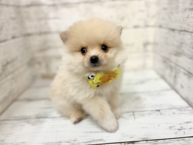 福島県のハーフ犬・ミックス犬 (アミーゴいわき店/2026年11月24日生まれ/男の子/クリーム)の子犬の1枚目の画像