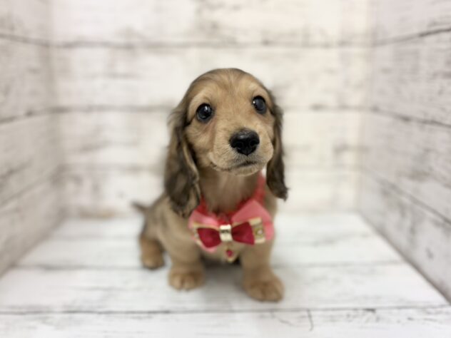 福島県のミニチュアダックスフンド(ロング) (アミーゴいわき店/2025年11月23日生まれ/女の子/シェーデットイエロー)の子犬の1枚目の画像