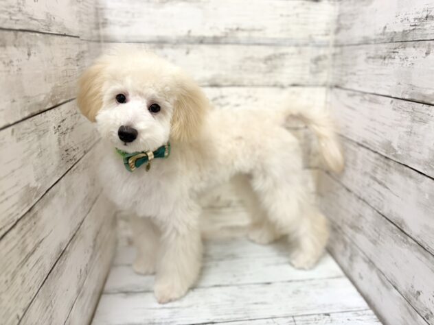 福島県のハーフ犬・ミックス犬 (アミーゴいわき店/2025年8月30日生まれ/男の子/アプリコット)の子犬の2枚目の画像