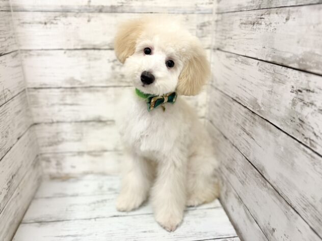 福島県のハーフ犬・ミックス犬 (アミーゴいわき店/2025年8月30日生まれ/男の子/アプリコット)の子犬の1枚目の画像