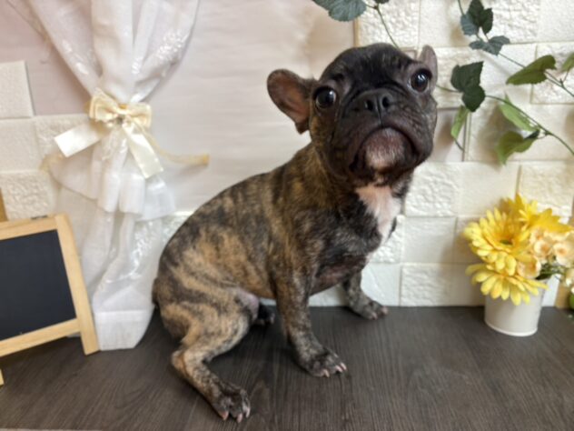 宮城県のフレンチブルドッグ (アミーゴ古川駅前店/2025年8月13日生まれ/女の子/ブリンドル)の子犬の2枚目の画像
