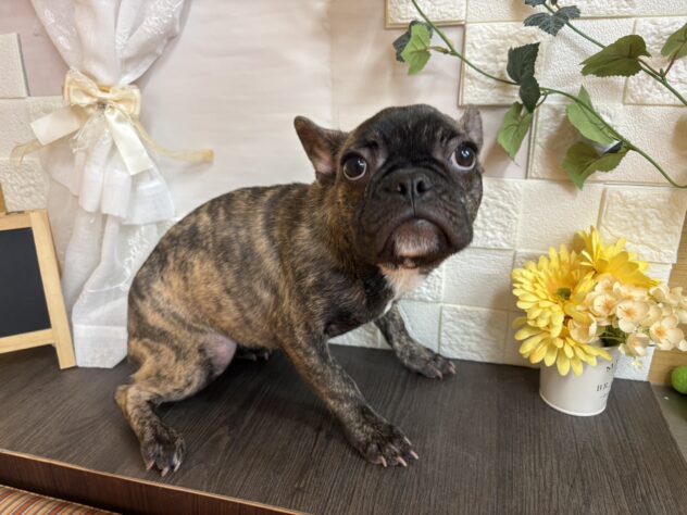 宮城県のフレンチブルドッグ (アミーゴ古川駅前店/2025年8月13日生まれ/女の子/ブリンドル)の子犬の1枚目の画像