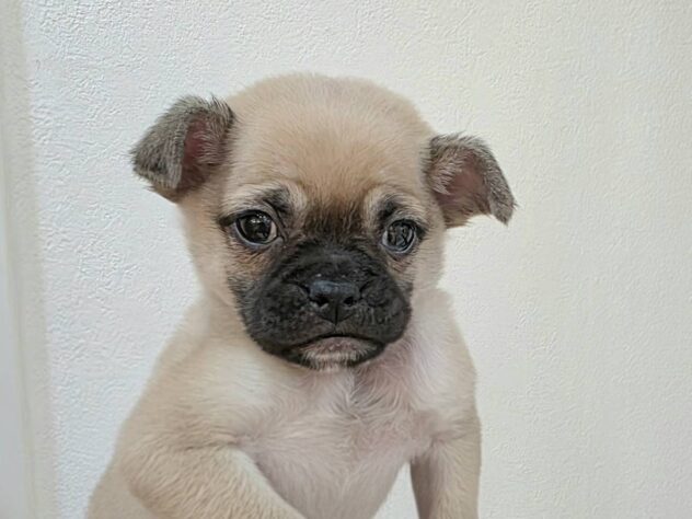 山形県のハーフ犬・ミックス犬 (アミーゴ米沢店/2025年11月30日生まれ/男の子/フォーン)の子犬