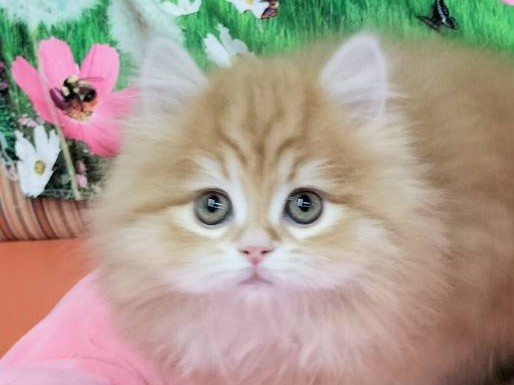 和歌山県のラガマフィン (アミーゴ和歌山太田店/2025年11月23日生まれ/男の子/レッドタビー)の子猫の1枚目の画像