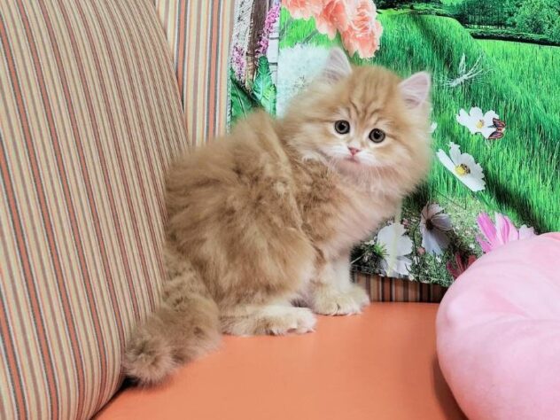 和歌山県のラガマフィン (アミーゴ和歌山太田店/2025年11月23日生まれ/男の子/レッドタビー)の子猫の4枚目の画像