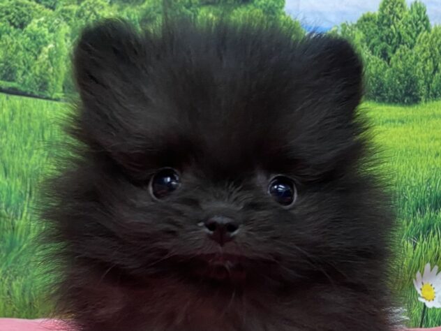 和歌山県のポメラニアン (アミーゴ和歌山太田店/2025年11月22日生まれ/女の子/ブラック)の子犬の1枚目の画像