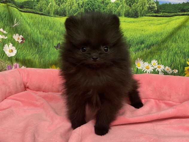 和歌山県のポメラニアン (アミーゴ和歌山太田店/2025年11月22日生まれ/女の子/ブラック)の子犬の2枚目の画像