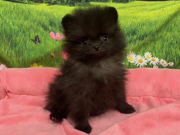 和歌山県のポメラニアン (アミーゴ和歌山太田店/2025年11月22日生まれ/女の子/ブラック)の子犬の3枚目の画像