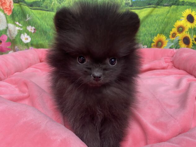 和歌山県のポメラニアン (アミーゴ和歌山太田店/2025年11月22日生まれ/女の子/ブラック)の子犬の4枚目の画像