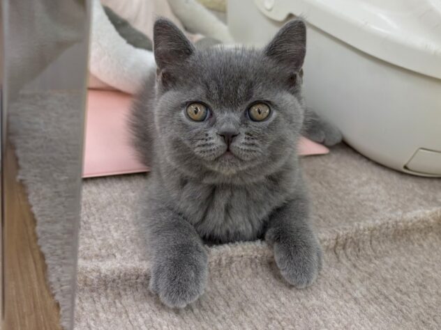 和歌山県のブリティッシュショートヘアー (アミーゴ和歌山太田店/2025年11月29日生まれ/男の子/ブルー)の子猫の2枚目の画像
