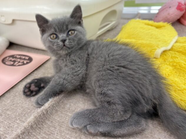 和歌山県のブリティッシュショートヘアー (アミーゴ和歌山太田店/2025年11月29日生まれ/男の子/ブルー)の子猫の4枚目の画像