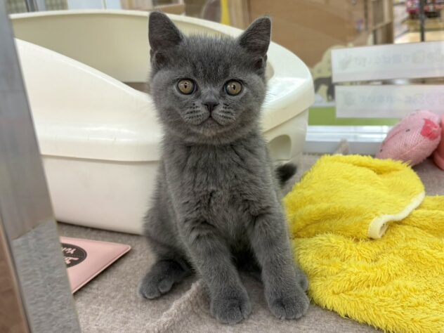 和歌山県のブリティッシュショートヘアー (アミーゴ和歌山太田店/2025年11月29日生まれ/男の子/ブルー)の子猫の3枚目の画像