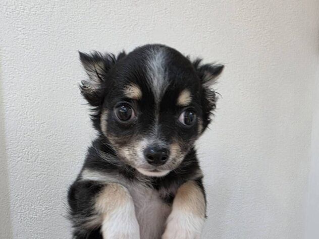 山形県のチワワ(ロング) (アミーゴ米沢店/2025年10月25日生まれ/男の子/ブラックタンホワイト)の子犬の2枚目の画像