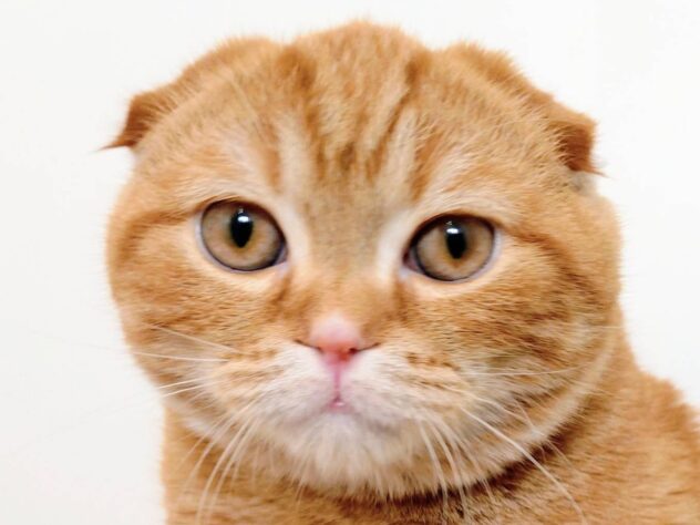 山形県のスコティッシュフォールド (アミーゴ米沢店/2025年4月11日生まれ/男の子/レッドタビー)の子猫