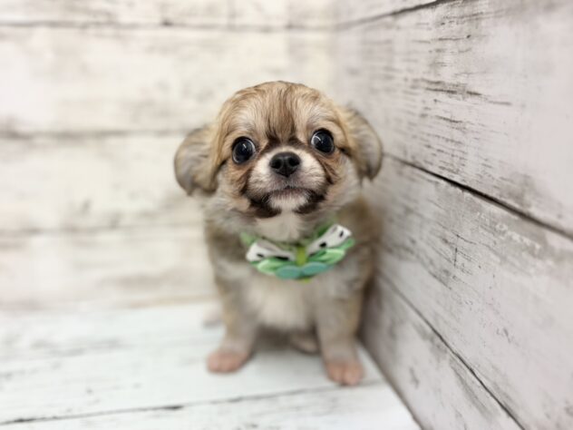 福島県のチワワ(ロング) (アミーゴいわき店/2025年11月30日生まれ/男の子/レッドホワイト)の子犬の2枚目の画像