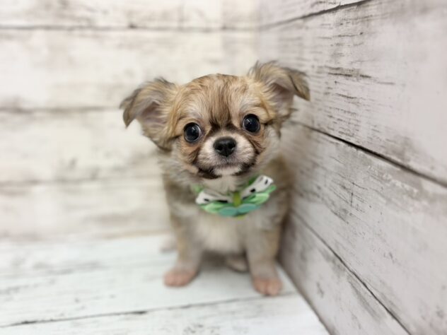 福島県のチワワ(ロング) (アミーゴいわき店/2025年11月30日生まれ/男の子/レッドホワイト)の子犬の1枚目の画像