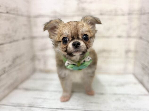 福島県のチワワ(ロング) (アミーゴいわき店/2025年11月30日生まれ/男の子/レッドホワイト)の子犬の3枚目の画像