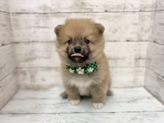 福島県のハーフ犬・ミックス犬 (アミーゴいわき店/2025年11月29日生まれ/男の子/オレンジ)の子犬の2枚目の画像