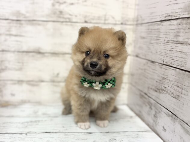 福島県のハーフ犬・ミックス犬 (アミーゴいわき店/2025年11月29日生まれ/男の子/オレンジ)の子犬の1枚目の画像