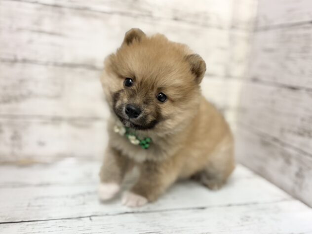 福島県のハーフ犬・ミックス犬 (アミーゴいわき店/2025年11月29日生まれ/男の子/オレンジ)の子犬の3枚目の画像