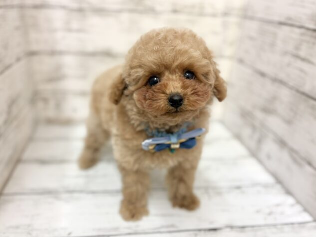 福島県のトイプードル(トイ) (アミーゴいわき店/2025年11月27日生まれ/男の子/ペールフォーン)の子犬の2枚目の画像