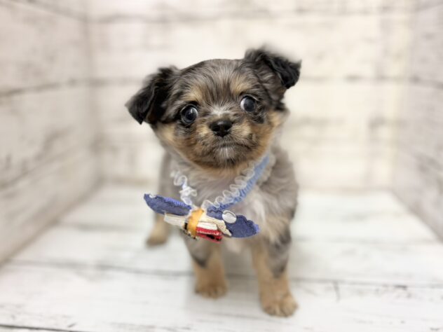 福島県のチワワ(ロング) (アミーゴいわき店/2025年12月2日生まれ/男の子/ブルーマール)の子犬の1枚目の画像