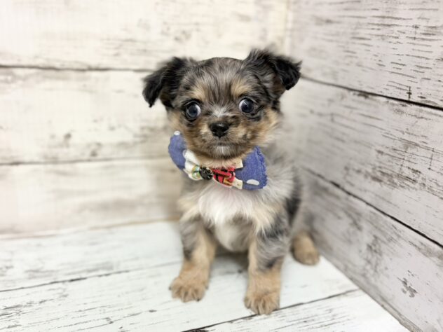 福島県のチワワ(ロング) (アミーゴいわき店/2025年12月2日生まれ/男の子/ブルーマール)の子犬の2枚目の画像