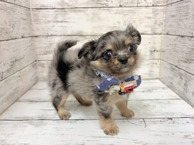 福島県のチワワ(ロング) (アミーゴいわき店/2025年12月2日生まれ/男の子/ブルーマール)の子犬の3枚目の画像