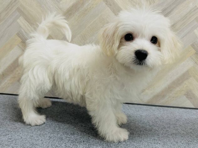 岡山県のハーフ犬・ミックス犬 (アミーゴ水島店/2025年12月3日生まれ/女の子/ホワイト)の子犬の3枚目の画像