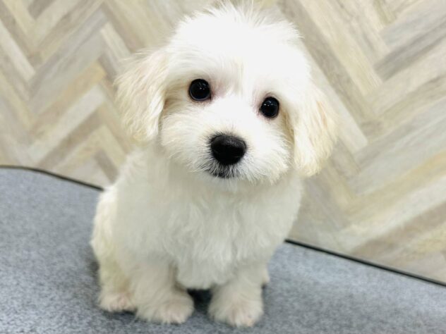 岡山県のハーフ犬・ミックス犬 (アミーゴ水島店/2025年12月3日生まれ/女の子/ホワイト)の子犬の4枚目の画像