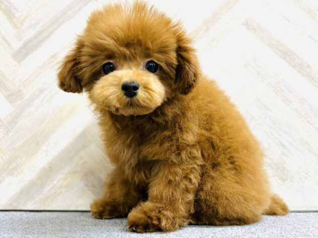 岡山県のトイプードル(トイ) (アミーゴ水島店/2025年11月10日生まれ/男の子/レッドフォーン)の子犬の1枚目の画像
